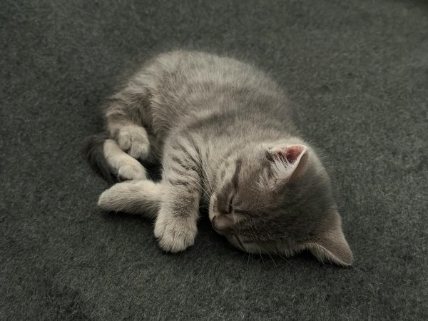 Quels sont les impacts de l'abandon sur la santé d'un chat ?