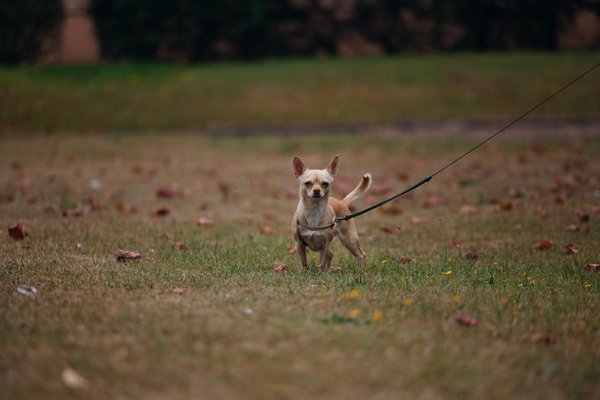 Les croquettes de pro nutrition : qualité et bien-être animal