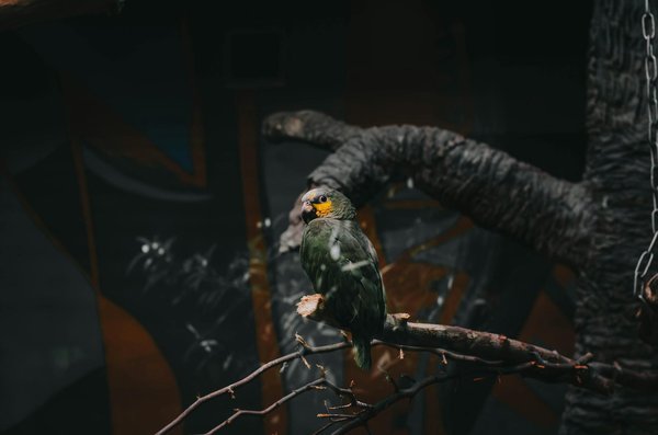 Créer son association pour venir en aide aux chats abandonnés