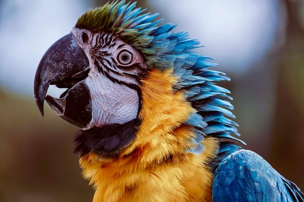 Alimentation équilibrée pour le chat : Un gage de bonne santé