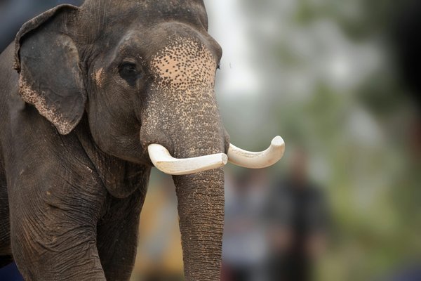Élevez votre déco avec le tableau éléphant en édition limitée